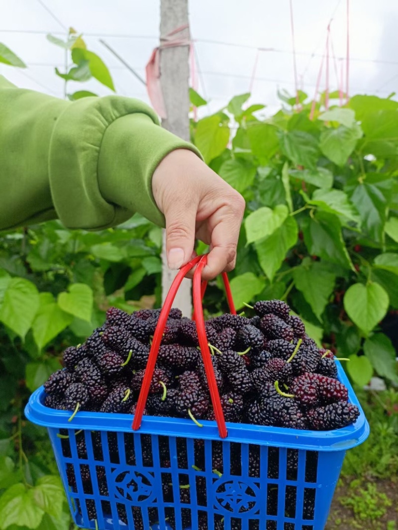 无籽大十果桑苗海宁嫁接苗产量高，结果快，提供技术