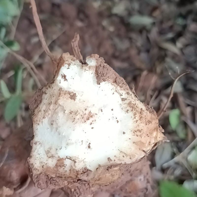 野生白肉土茯苓