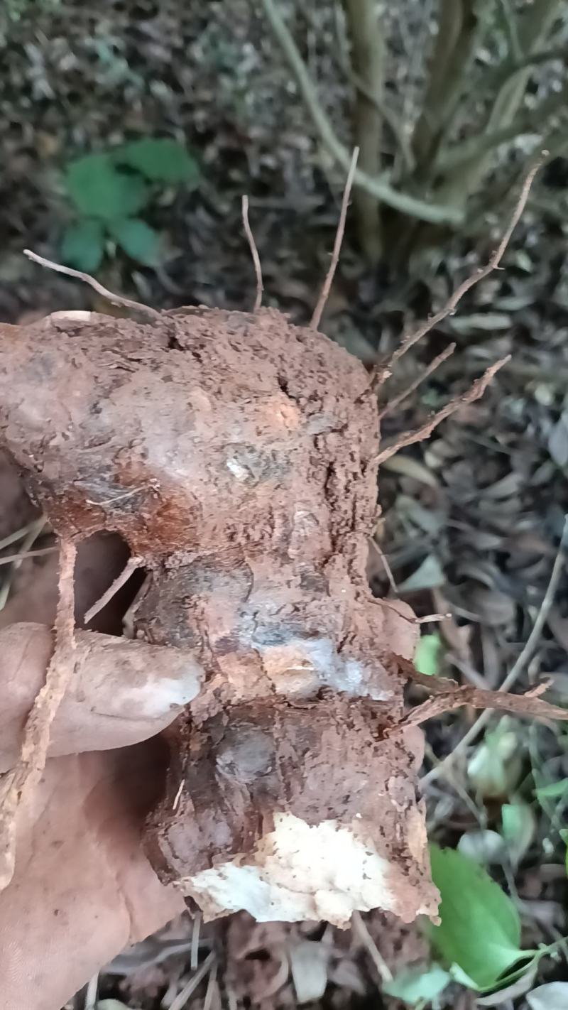 野生白肉土茯苓