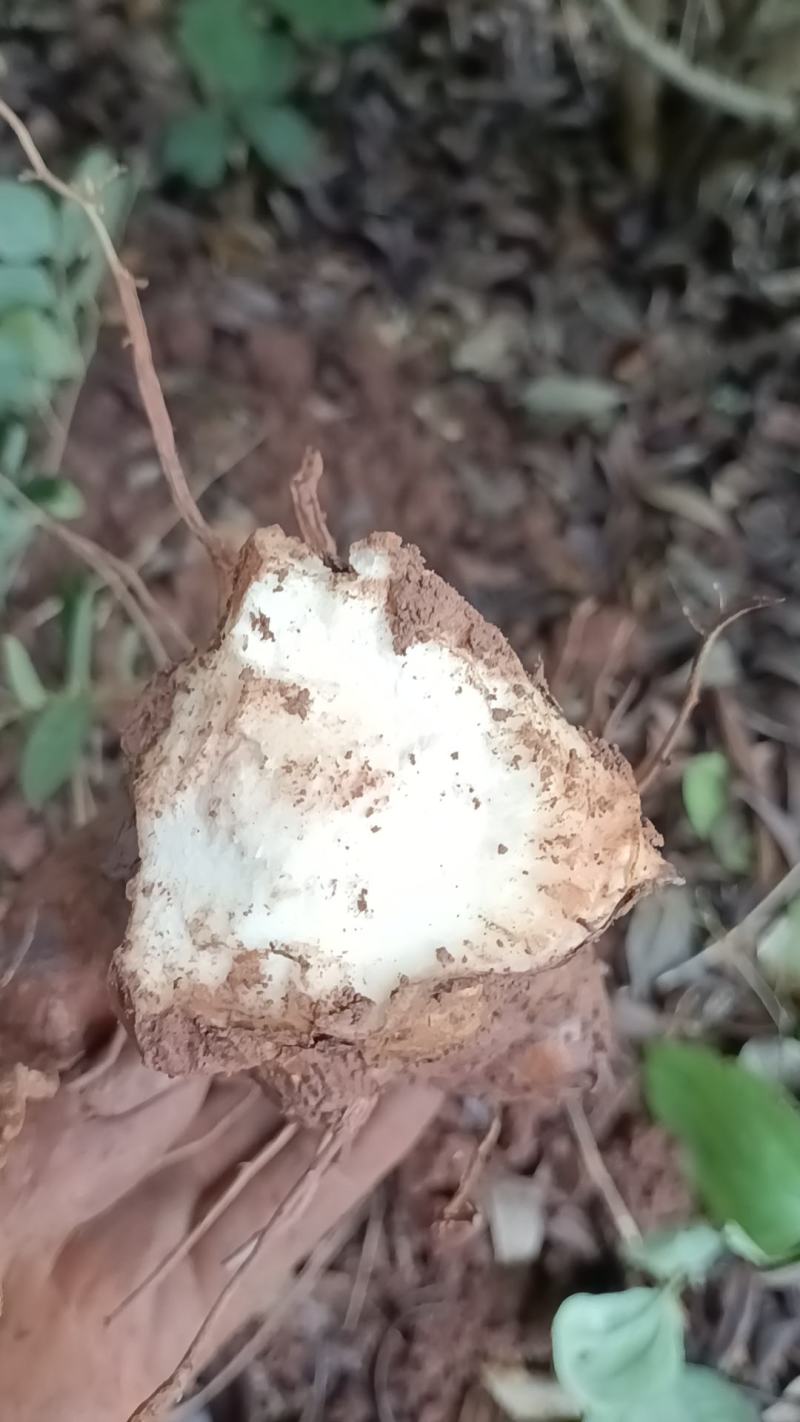 野生白肉土茯苓