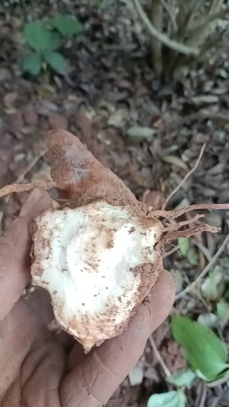 野生白肉土茯苓