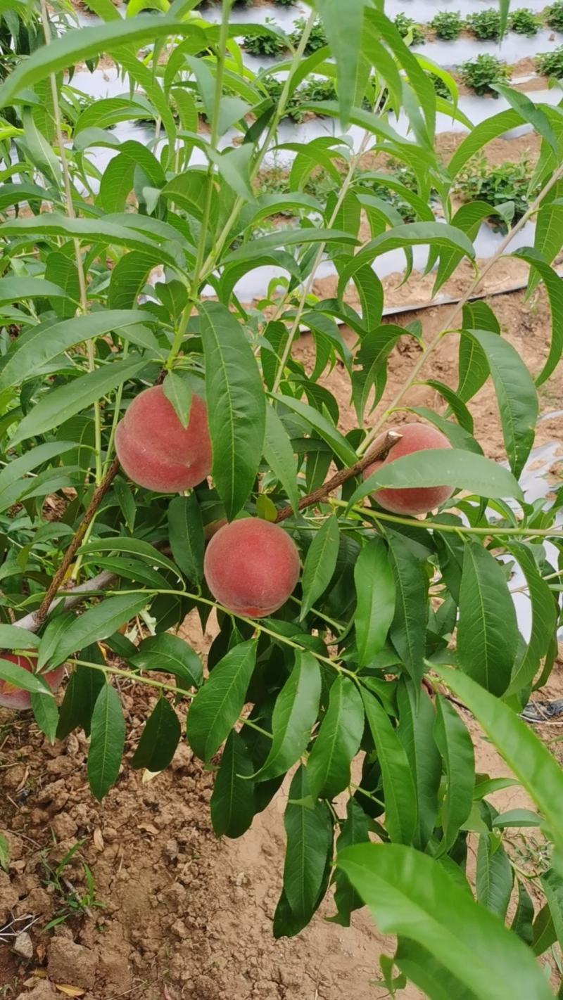 【商品推荐】蜜桃毛桃平邑桃大量上货欢迎咨询全国可发