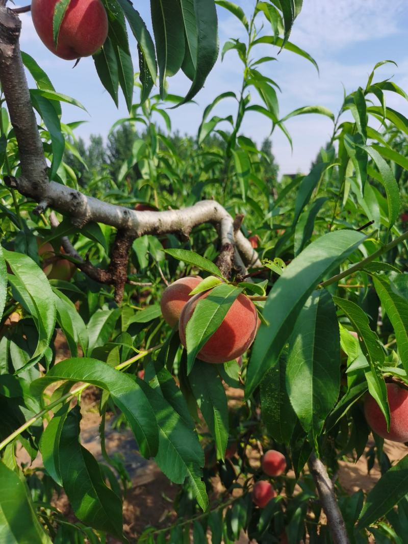 【商品推荐】蜜桃毛桃平邑桃大量上货欢迎咨询全国可发