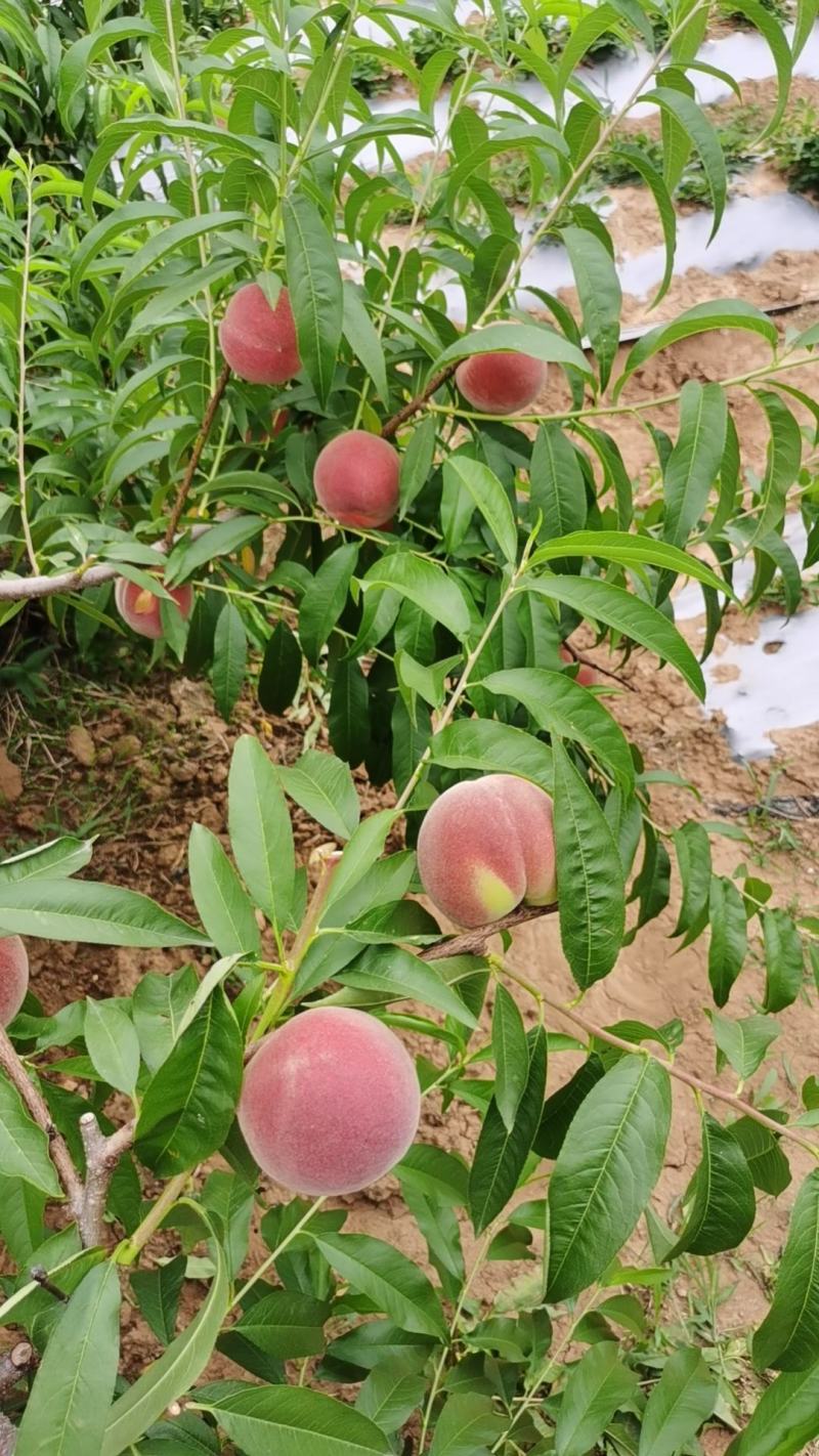 【商品推荐】蜜桃毛桃平邑桃大量上货欢迎咨询全国可发
