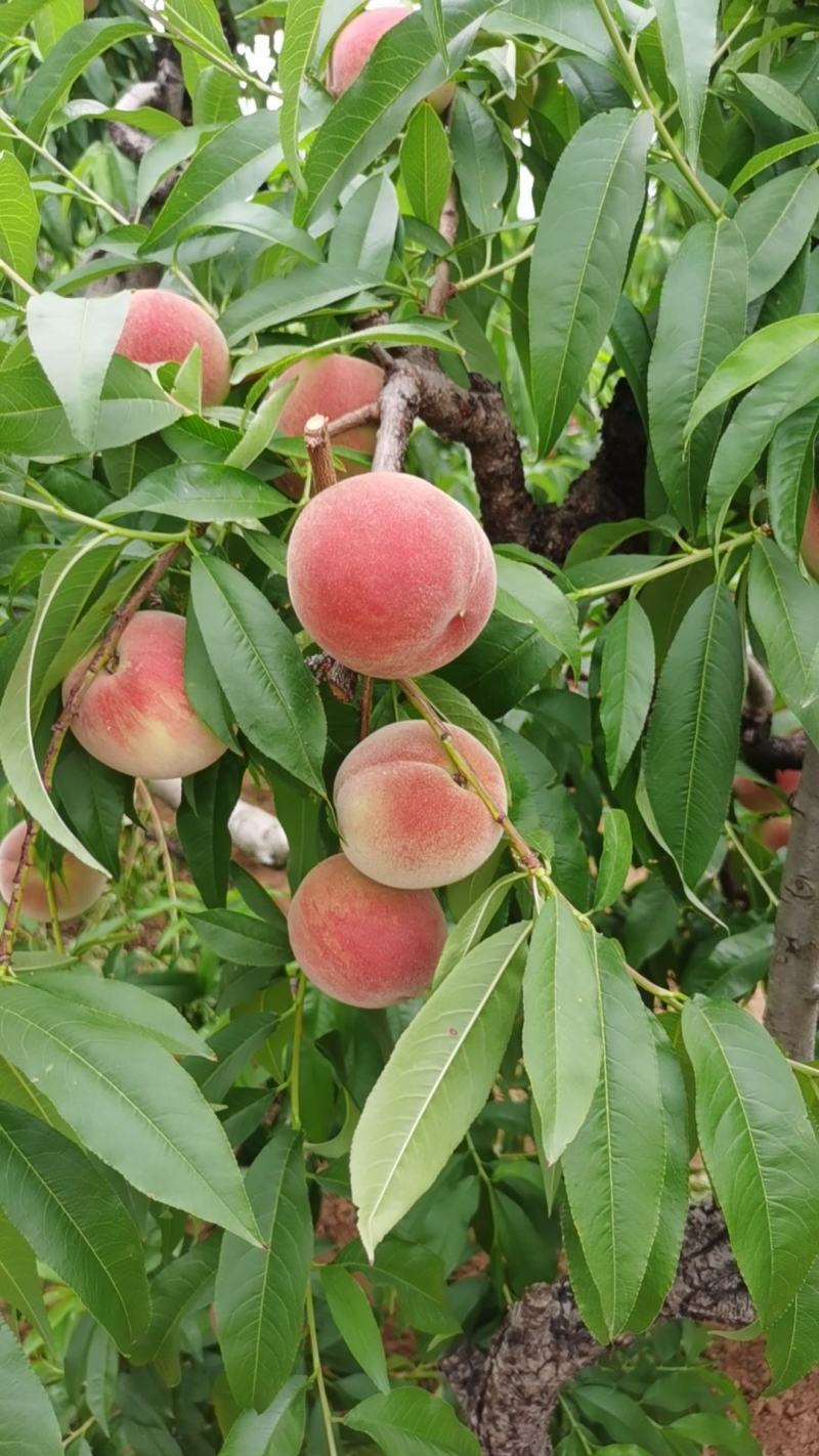 【商品推荐】蜜桃毛桃平邑桃大量上货欢迎咨询全国可发