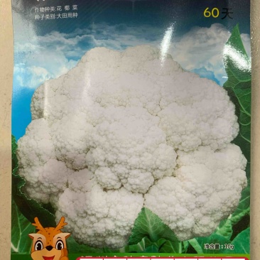 早熟花椰菜：瑞雪特大60天耐热矮桩紧凑洁白