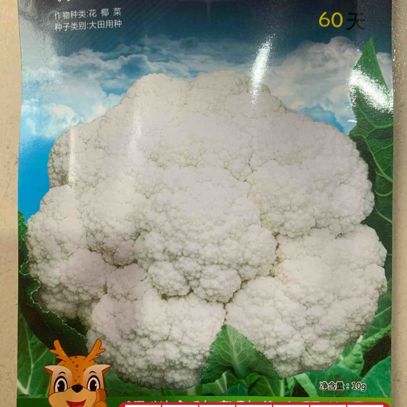 早熟花椰菜：瑞雪特大60天耐热矮桩紧凑洁白
