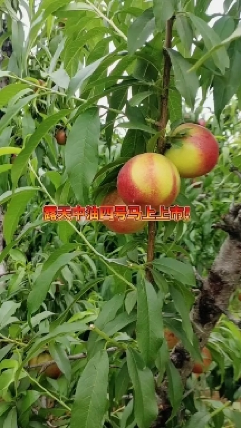 《诚信老店》中油4号油桃大量有货产地现摘现发一条龙