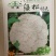 早熟花椰菜：瑞雪特大60天耐热矮桩紧凑洁白