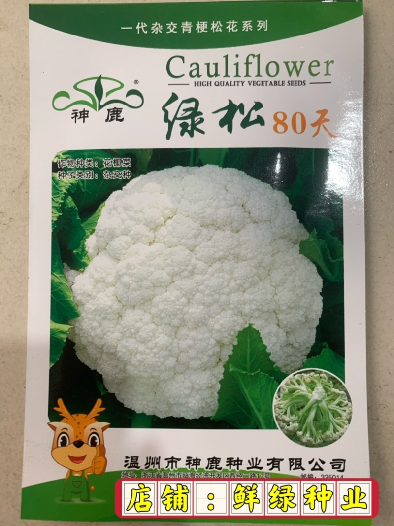 早熟花椰菜：瑞雪特大60天耐热矮桩紧凑洁白
