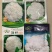 早熟花椰菜：瑞雪特大60天耐热矮桩紧凑洁白