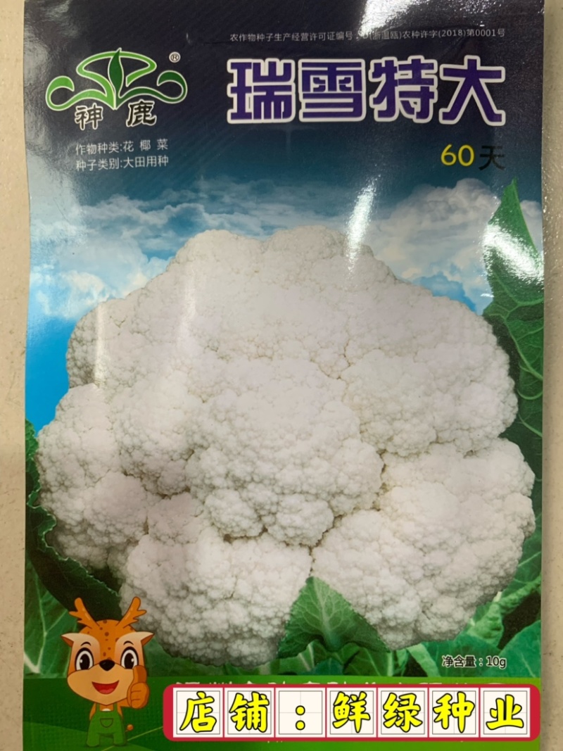 早熟花椰菜：瑞雪特大60天耐热矮桩紧凑洁白