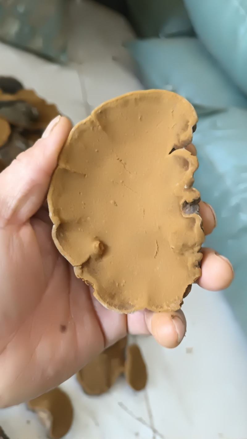 暴马丁香桑黄野生桑黄精品桑黄大量供应欢迎来电采购