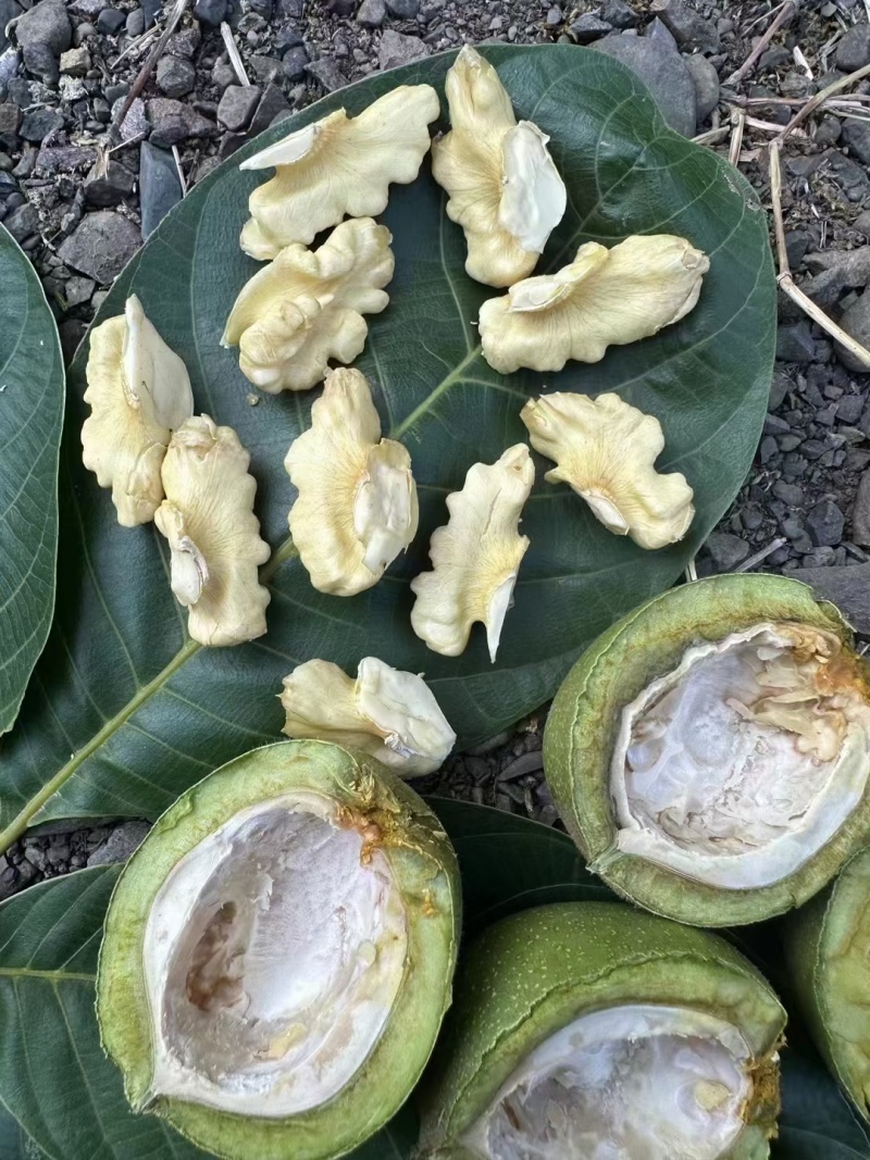 大凉山盐源特早核桃