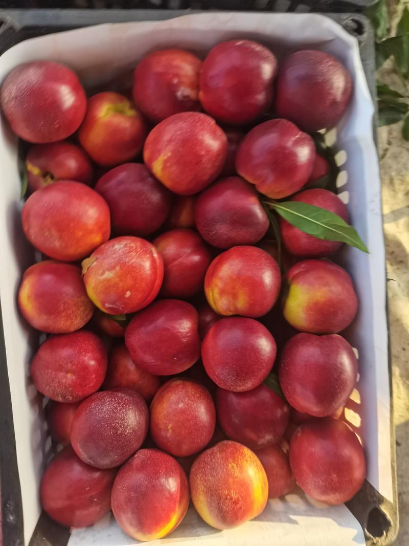 油桃大棚油桃中油4号红油桃黄油桃