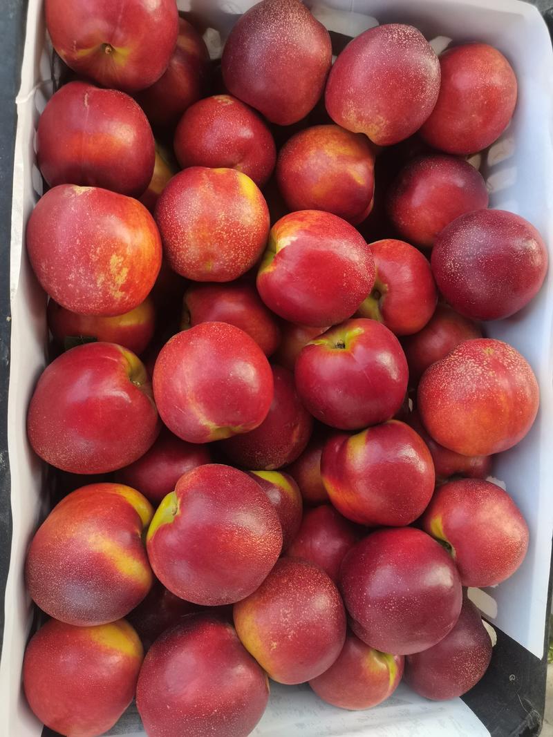 油桃大棚油桃中油4号红油桃黄油桃
