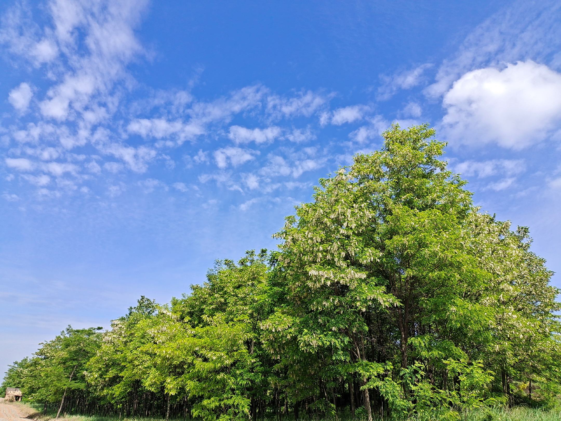 自然环境中蜜蜂采蜜场景