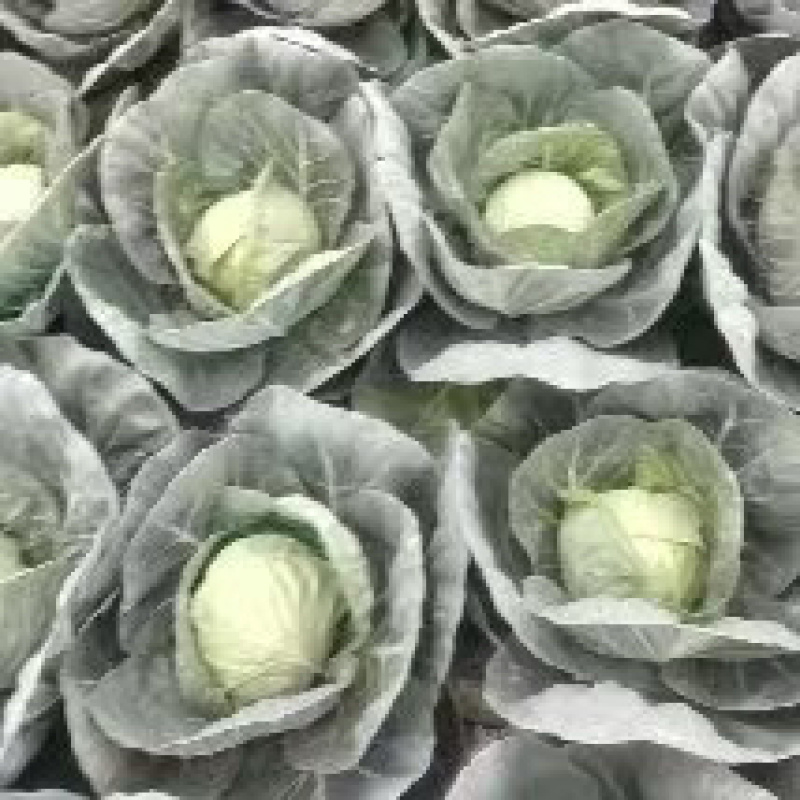 【热卖中】精品甘蓝圆包菜大量上市产地直发量大价优！