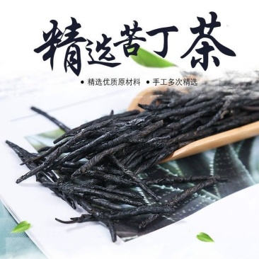 精选贡级大叶苦丁茶野生特级苦丁茶去正品苦丁茶新货苦丁