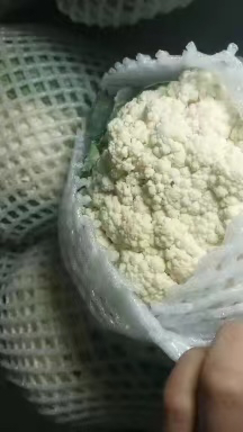 【热销中】精品河北邯郸松花菜量大从优对接各大批发市场！