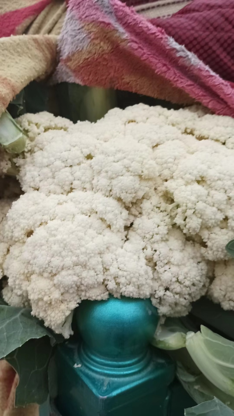 【热销中】精品河北邯郸松花菜量大从优对接各大批发市场！