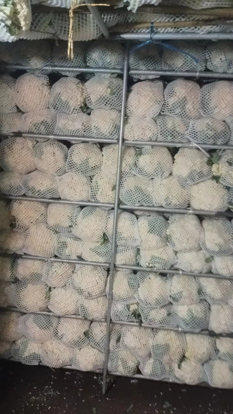 【热销中】精品河北邯郸松花菜量大从优对接各大批发市场！