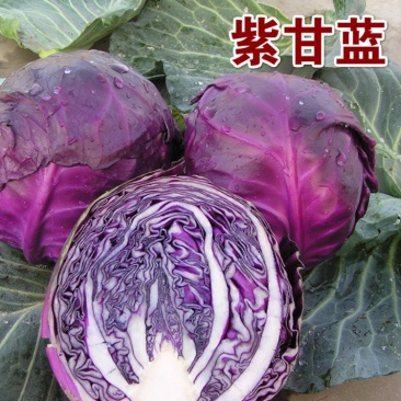 【牛商推荐】河北紫甘蓝大量供应一手货源整车批发！