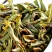 高山茶潮汕工夫茶潮汕惠来土山茶烘焙清香型新茶乌龙茶香茶叶