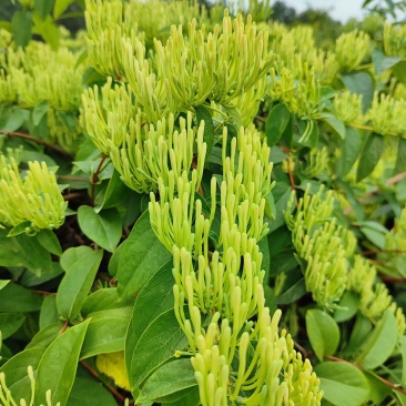 湘蕾金银花鲜花