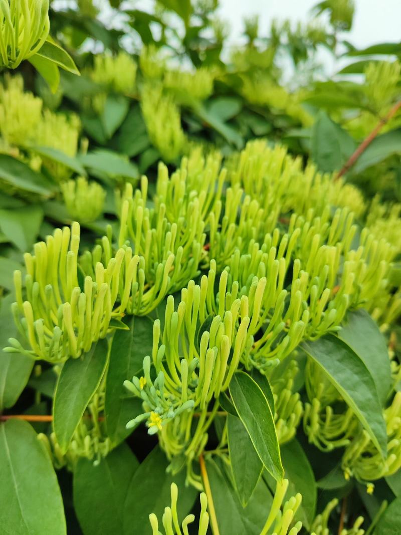 湘蕾金银花鲜花