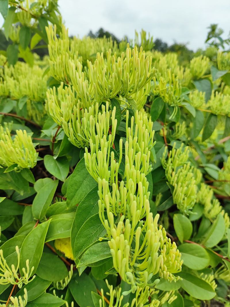 湘蕾金银花鲜花