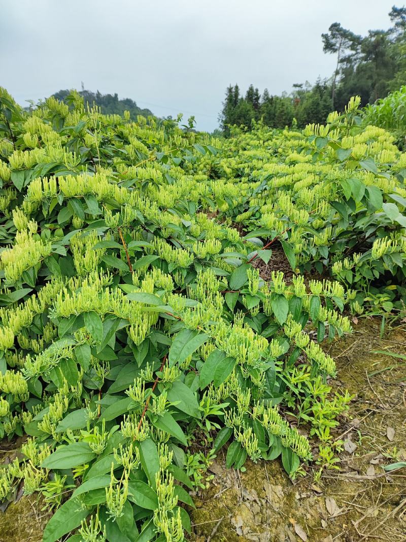 湘蕾金银花鲜花