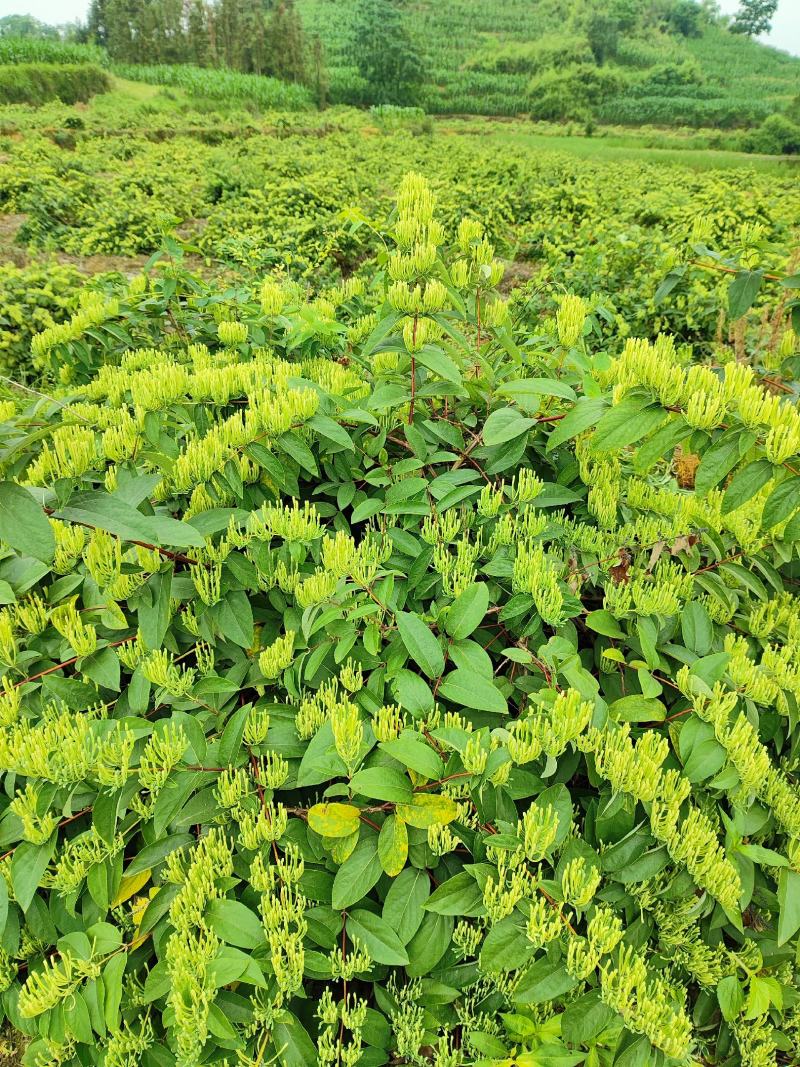 湘蕾金银花鲜花