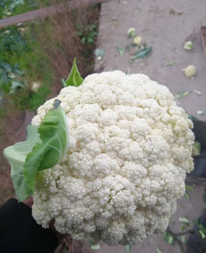80天小米粒青梗散花菜有机花菜松花菜产地