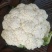 80天小米粒青梗散花菜有机花菜松花菜产地