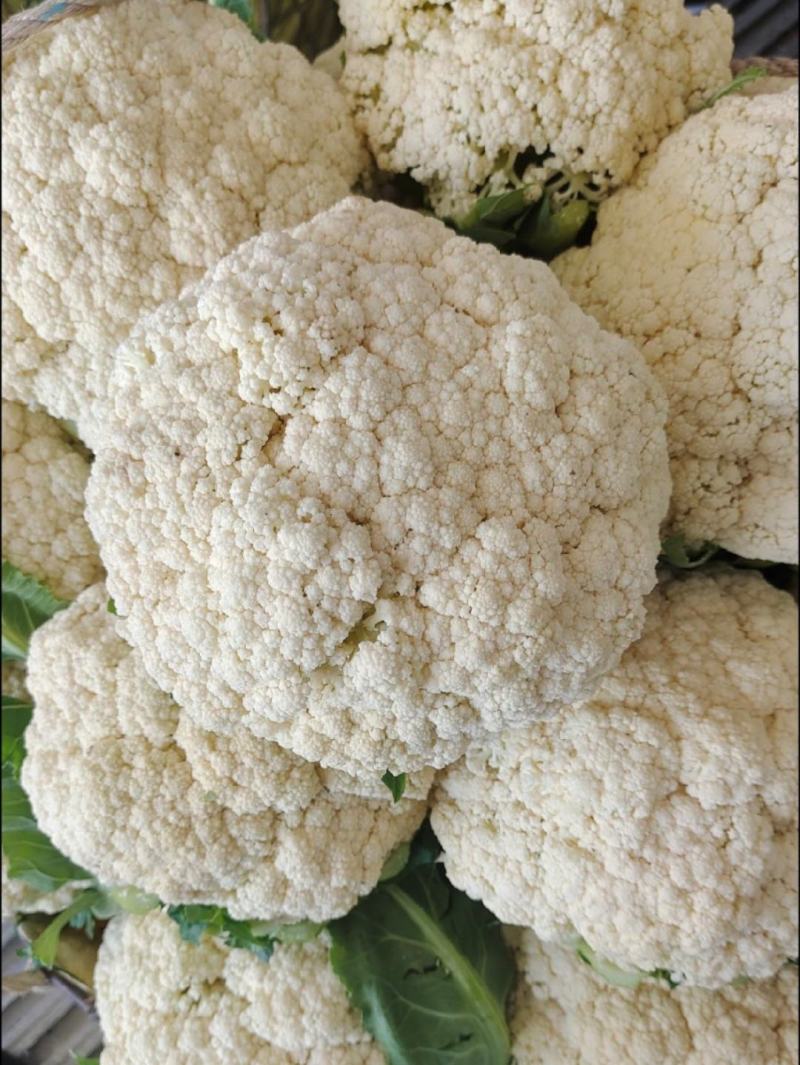 80天小米粒青梗散花菜有机花菜松花菜产地