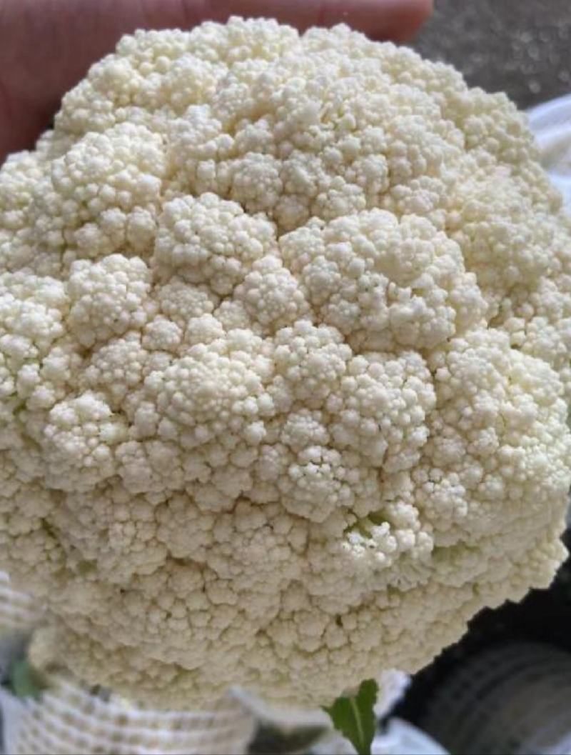 80天小米粒青梗散花菜有机花菜松花菜产地