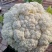 80天小米粒青梗散花菜有机花菜松花菜产地