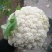 80天小米粒青梗散花菜有机花菜松花菜产地