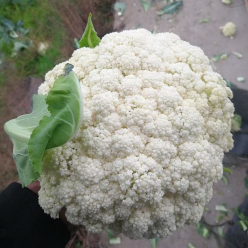 80天小米粒青梗散花菜有机花菜松花菜产地