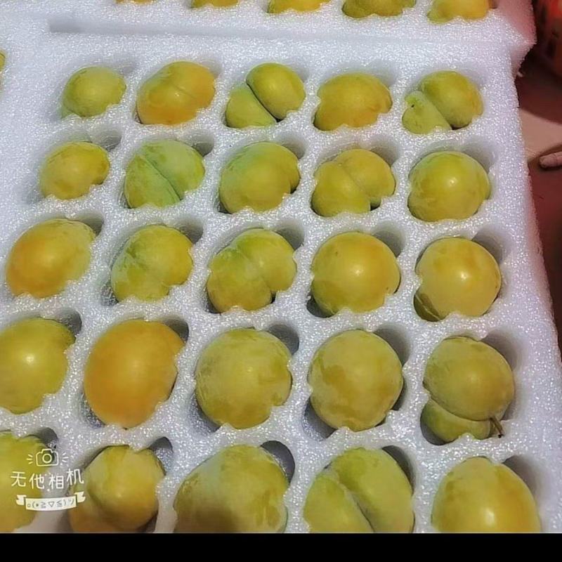 蜂糖李一件发