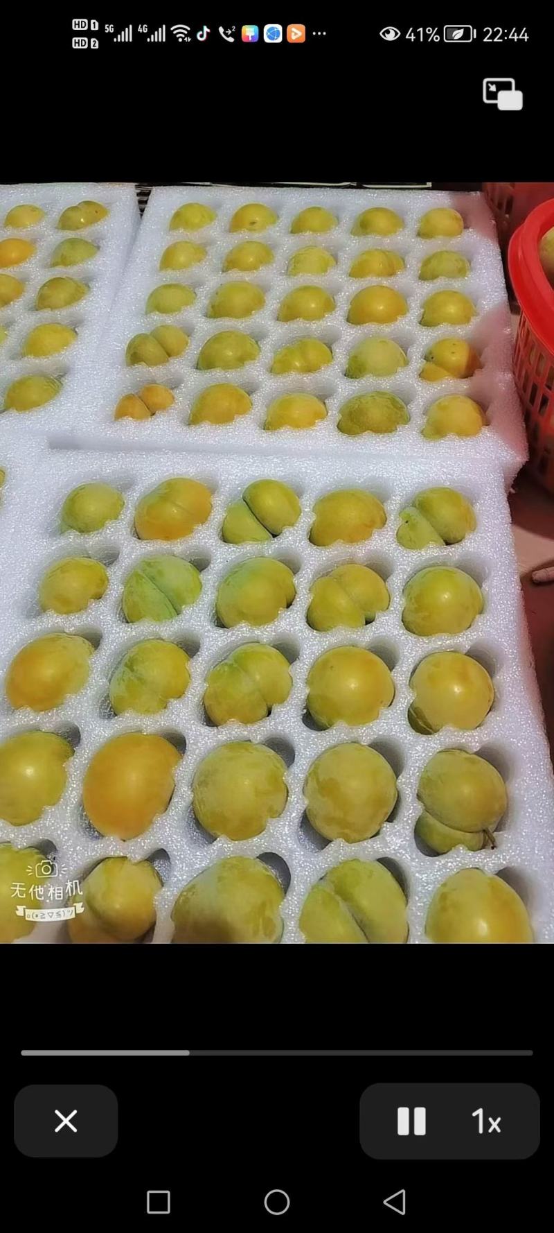 蜂糖李一件发