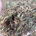 野生金银花