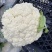 松花菜青梗松花菜沽源散花菜