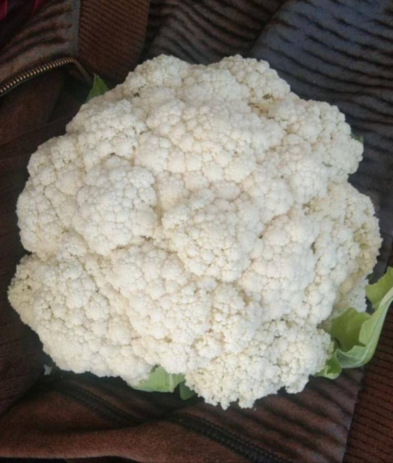 松花菜青梗松花菜沽源散花菜