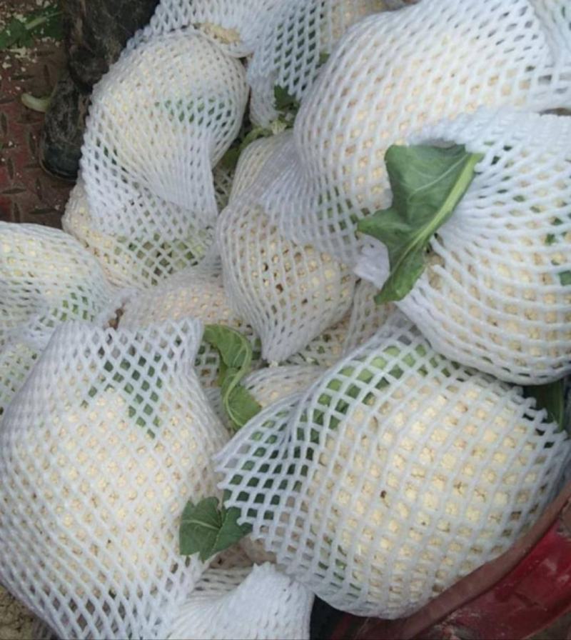 松花菜青梗松花菜沽源散花菜