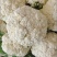 松花菜青梗松花菜沽源散花菜