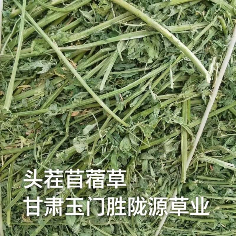 头茬苜蓿草全国批发，需要的关注甘肃玉门头茬苜蓿草