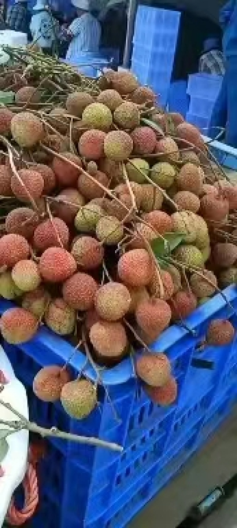 海南妃子笑荔枝，白蜡荔枝，黑叶荔枝。量大可谈