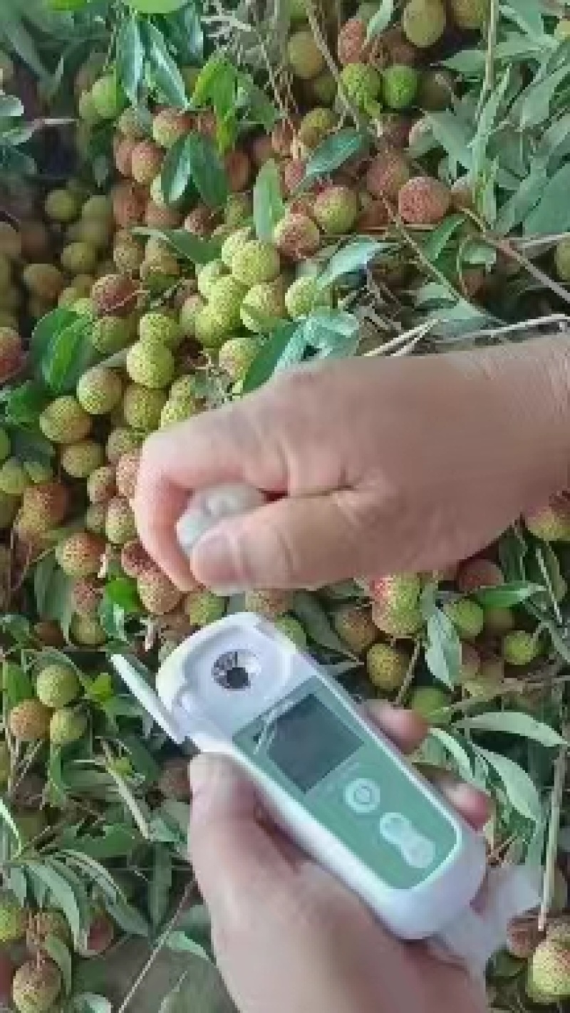 海南妃子笑荔枝，白蜡荔枝，黑叶荔枝。量大可谈